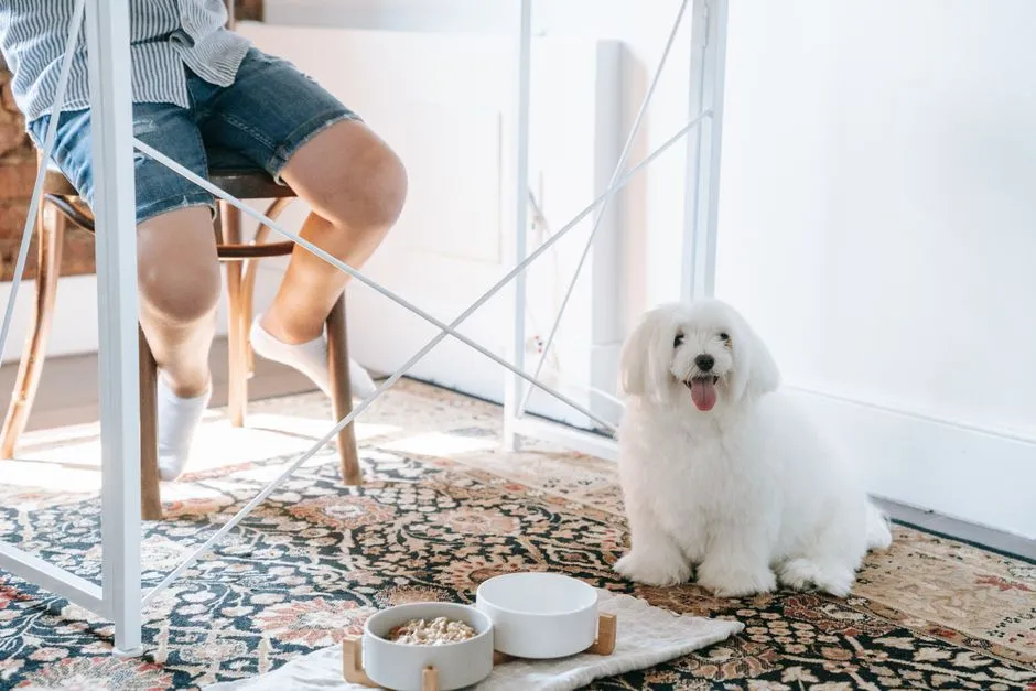 Best Slow Feeders for Dogs: Pick by Eating Style
